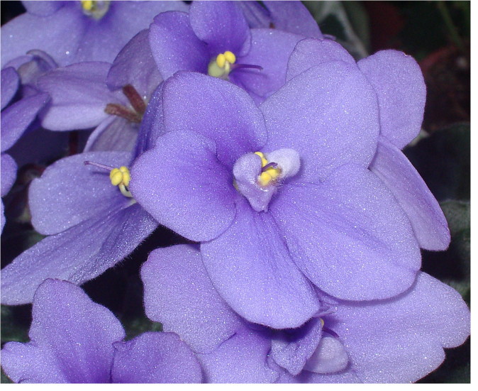 Il colore viola